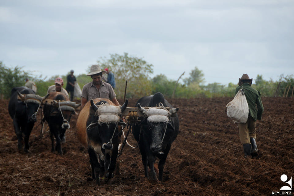 Farmers from Las Tunas aim to increase roductions