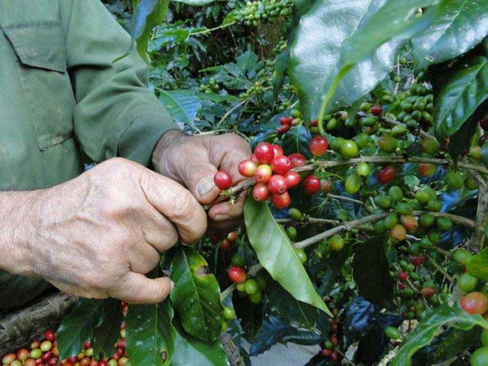 All coffee-producing territories in Guantanamo have reported good yields.