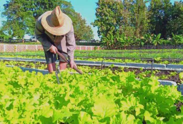 Urban Agriculture now occupies 20,000 hectares across the nation.