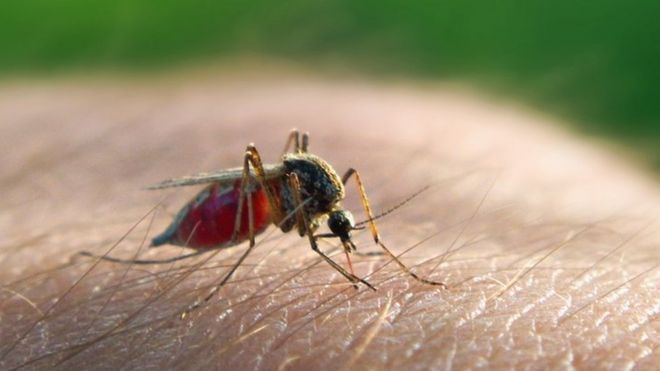 Malaria constitutes a health risk.