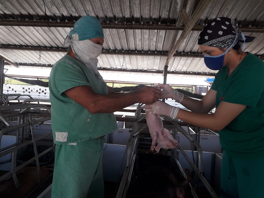 Santo Domingo Integral Swine Center, located in the municipality of Puerto Padre 