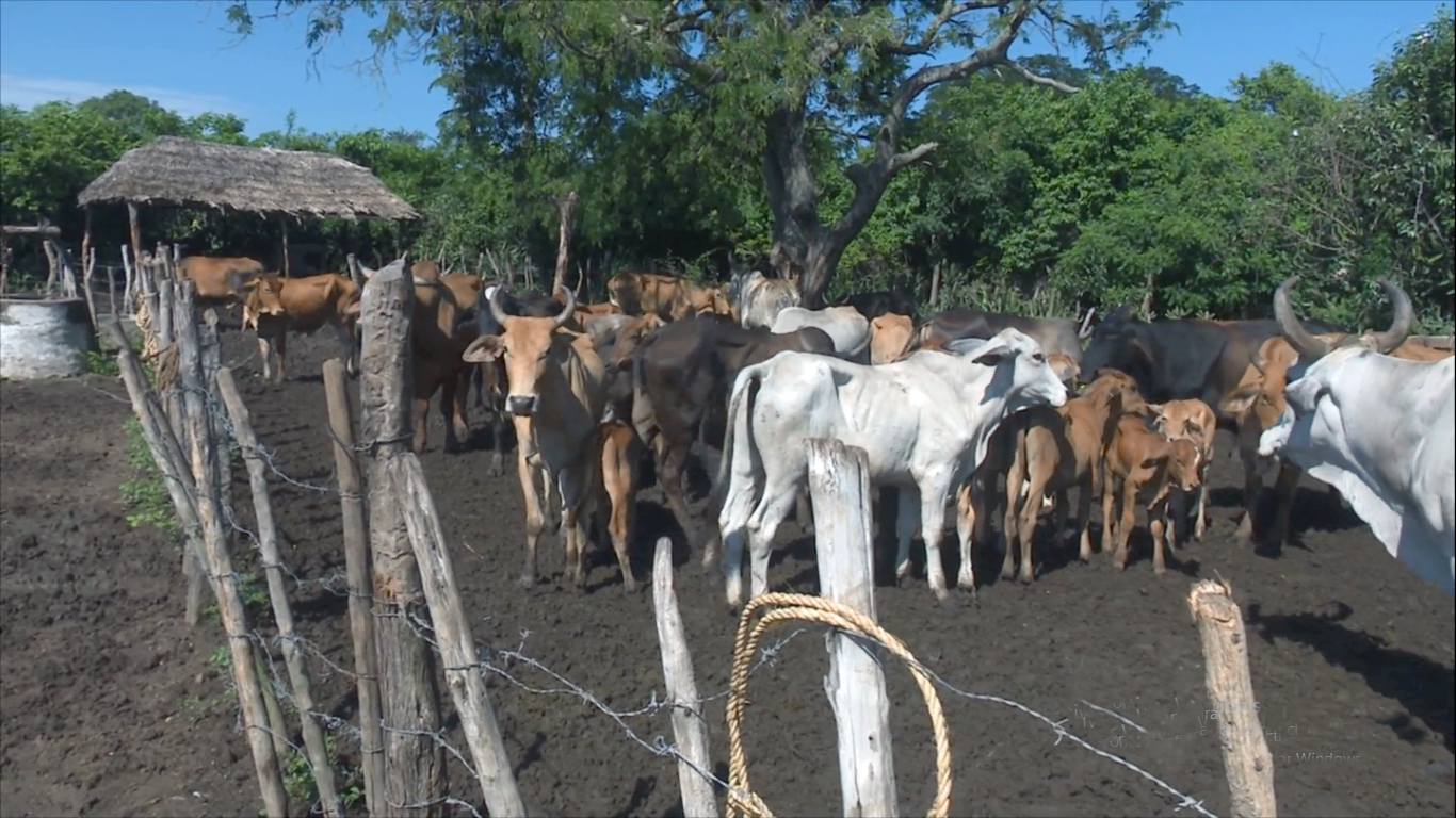 The development of beef cattle is the main objective of the Silva Garcia family.