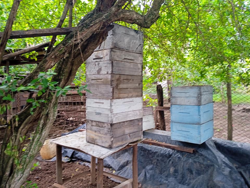 Las Tunas implements strategy to increase honey bee production