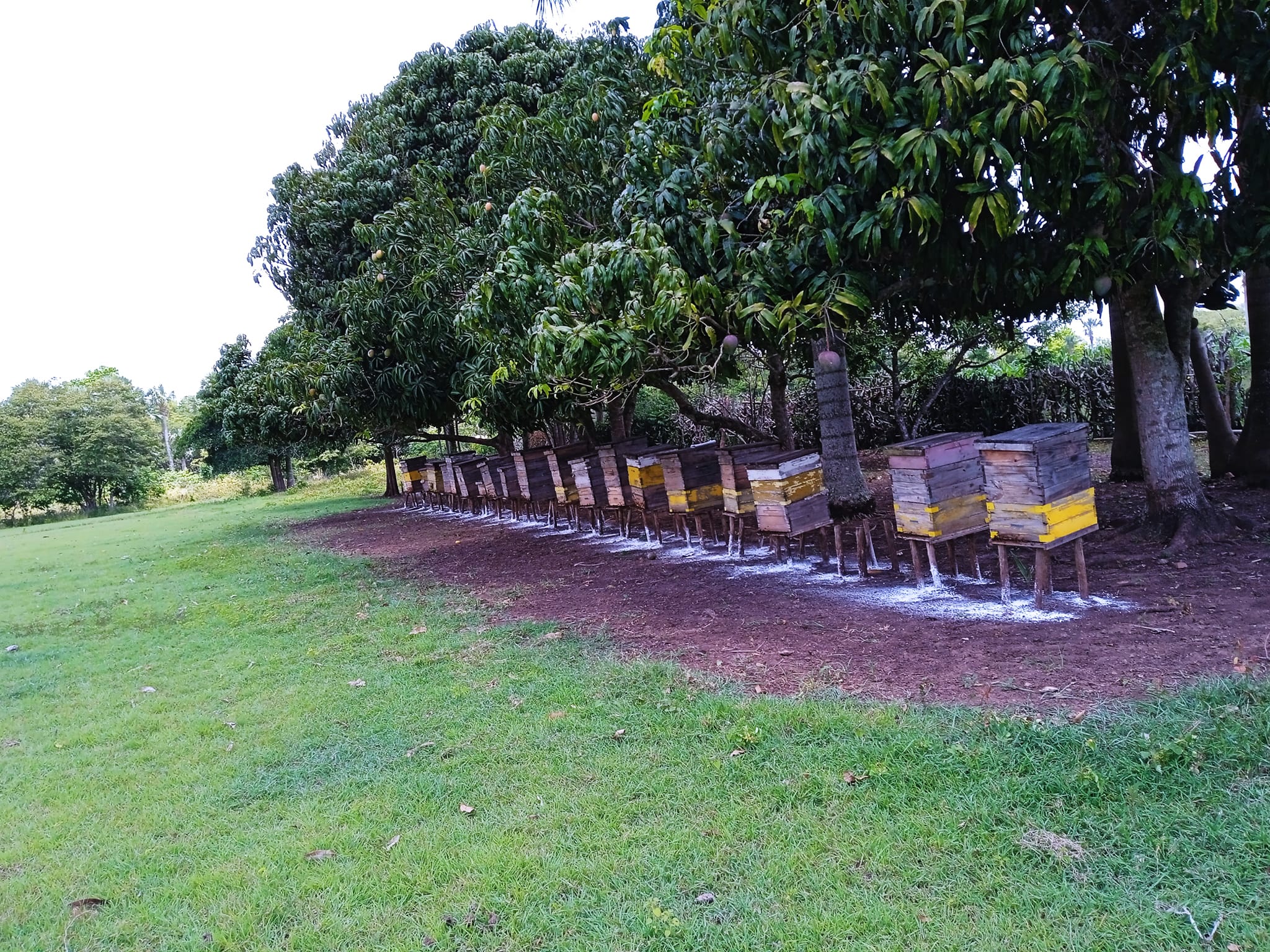 144 beekeepers are preparing to reach the last quarter of the year in better conditions 