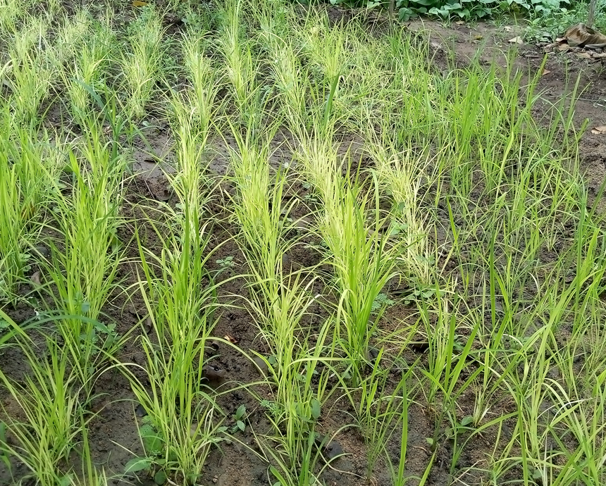 Cultivo del arroz en el patio de Panizo