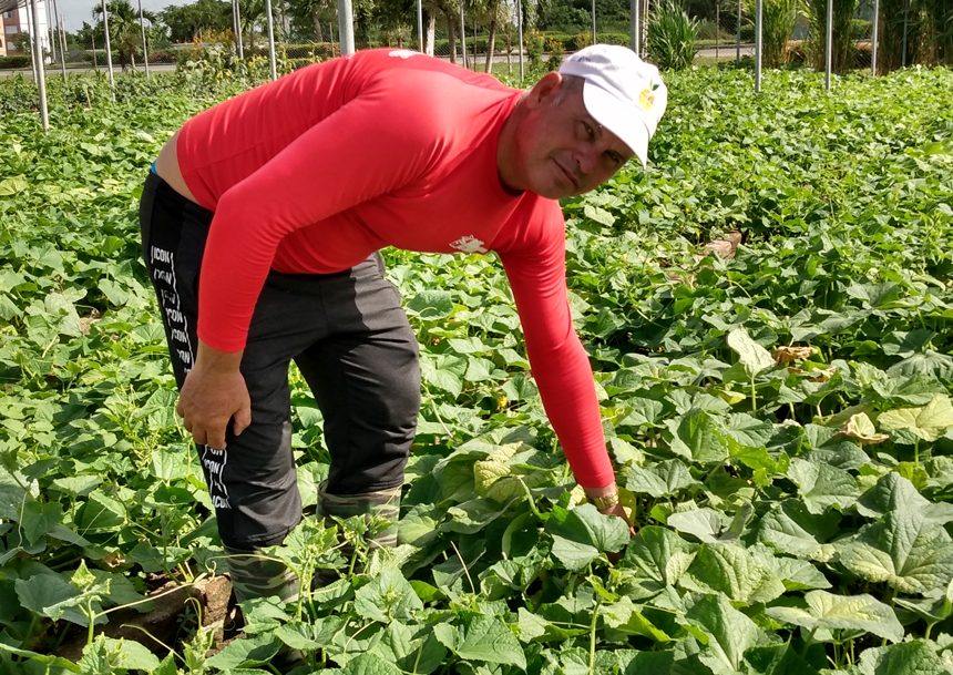 Farmer Yosvanys Fernández Rodríguez has transformed El Perejil organoponic farm.