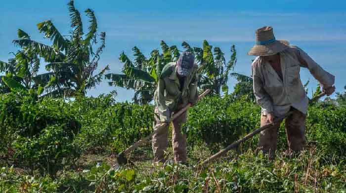 Más de 75 millones de pesos destina el  Fondo de Desarrollo del Fomento Agrícola en Las Tunas a incentivar la producción de alimentos en una decena de renglones.