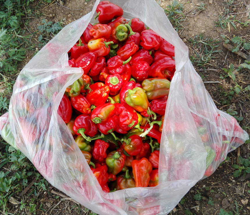 Daniel's chili harvest