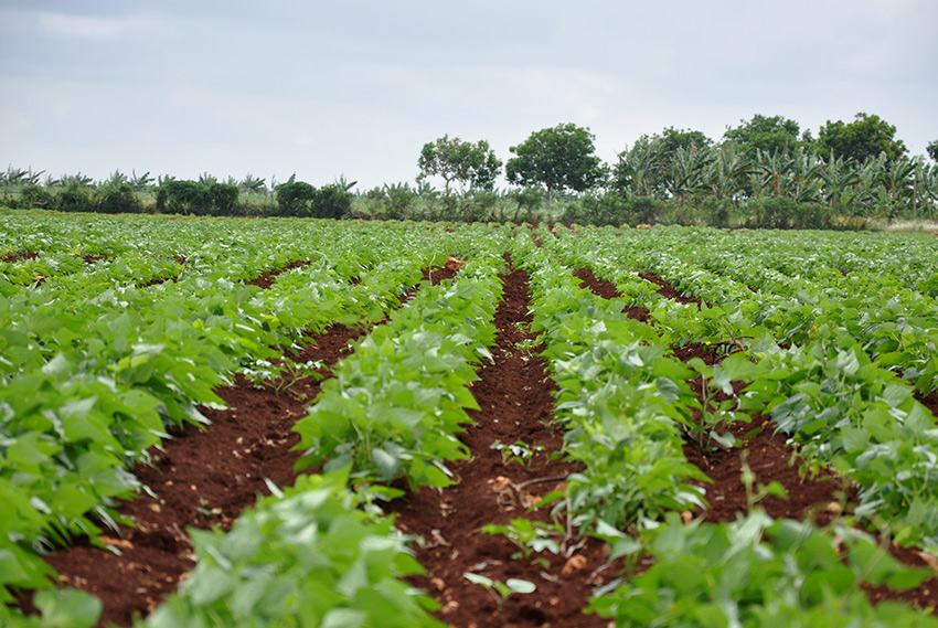 Tropical Storm Elsa did not bring significant damage to the agricultural sector