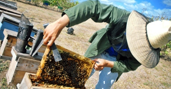 Las Tunas foresees its second-largest honey production ever.