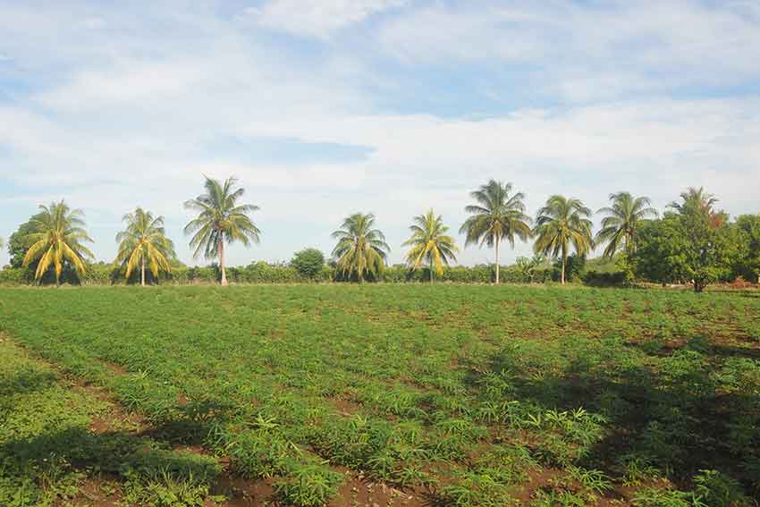 El verdor se adueñó de las áreas cultivables en Calera