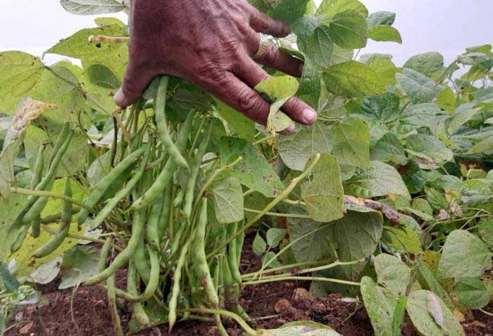 Por las atenciones recibidas, las plantas muestran un buen desarrollo vegetativo.