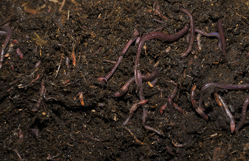 Worm farming also favors soils