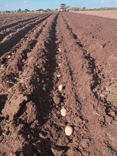 Some seven ha of ecological potato were planted.