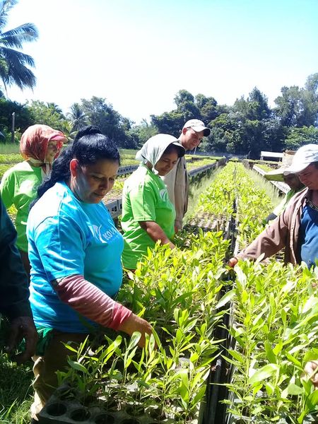 65 hectares of natural forests were rebuilt in the eight municipalities of Las Tunas
