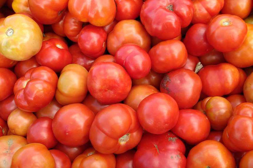 tomate Jobabo 3