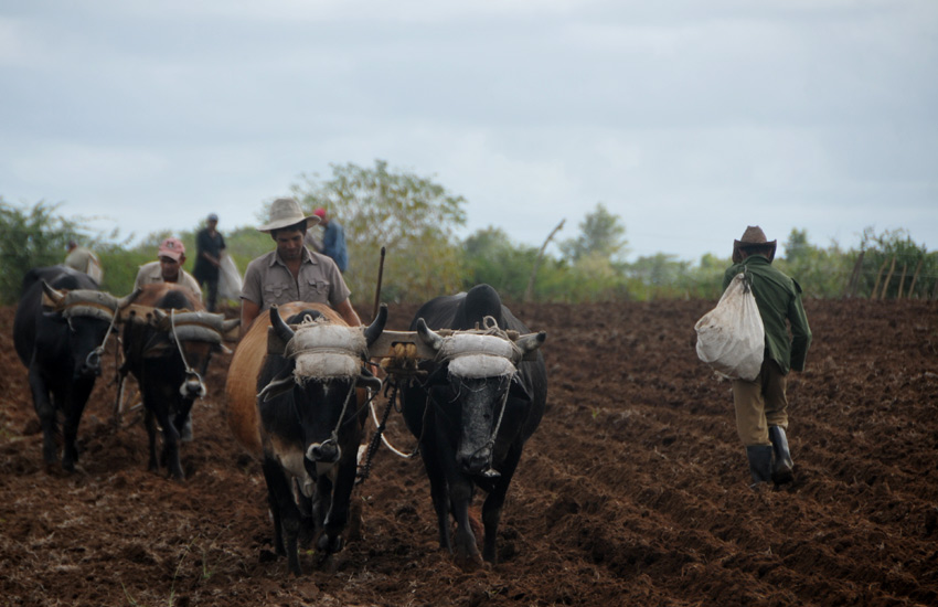 The José Santiago Ercilla agricultural production cooperative (CPA) had a successful year 2020