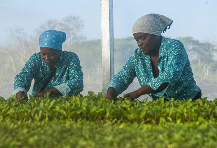 Finca Los Manantiales, una chispa para multiplicar ejemplos y actitudes en la producción de alimentos.