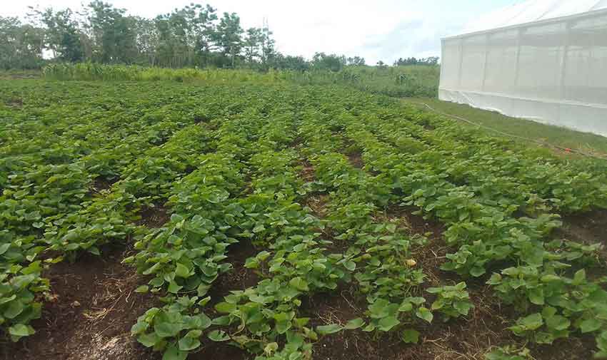 Finca Los Manantiales, una chispa para multiplicar ejemplos y actitudes en la producción de alimentos.