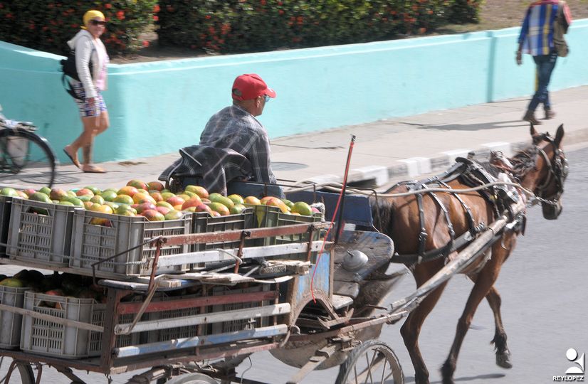 mangos Las Tunas Rey 2024
