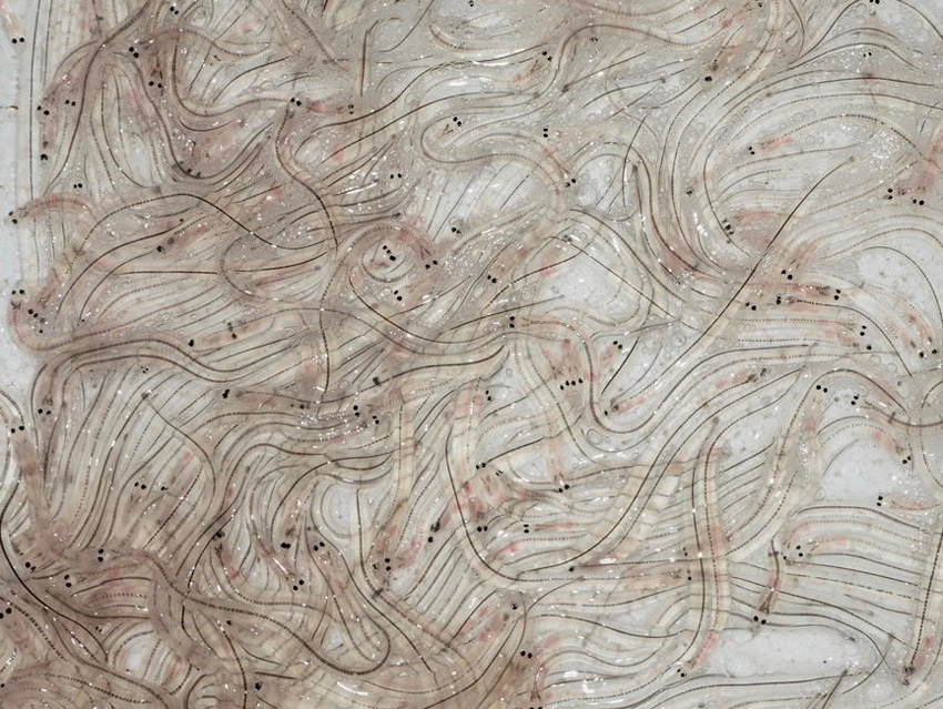 Elvers, the baby eels