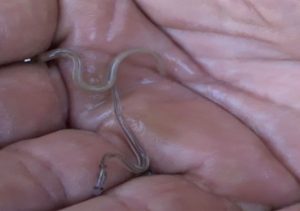 Elvers, the baby eels