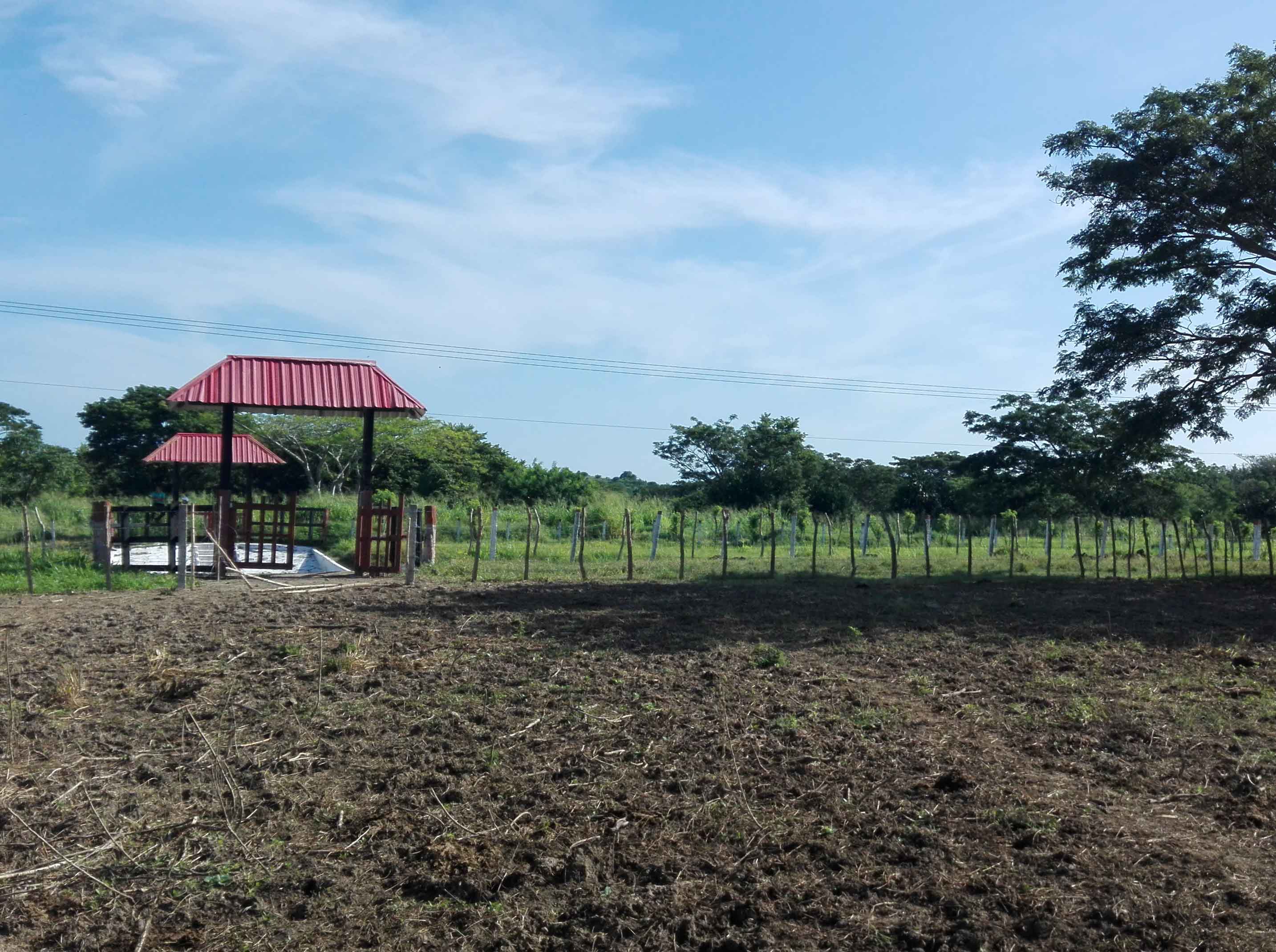 Buffalo fattening farm