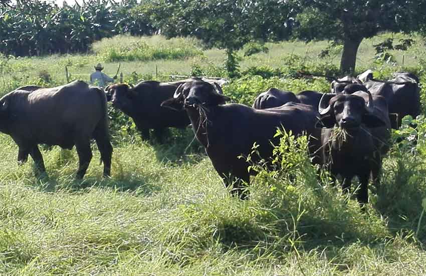 Buffalo breeding program in Las Tunas