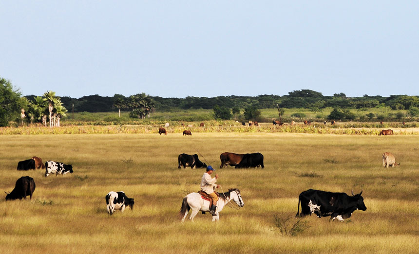 The incorrect management of the livestock in the grazing areas is among the causes
