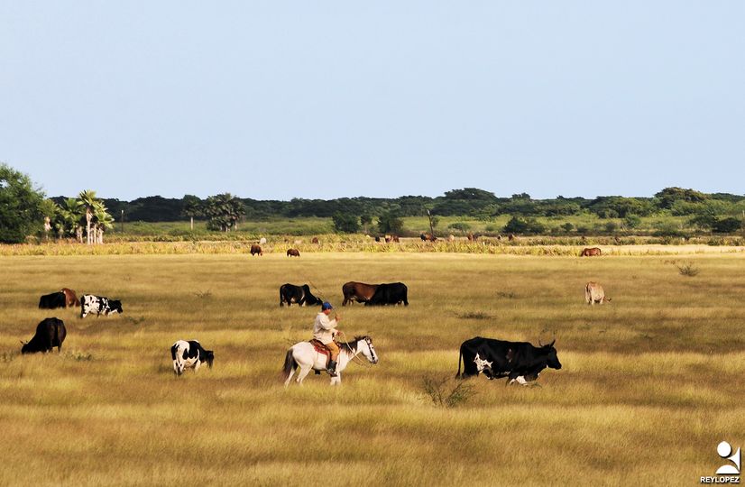 One of the key problems that affect cattle raising in Cuba is the inefficient food base.
