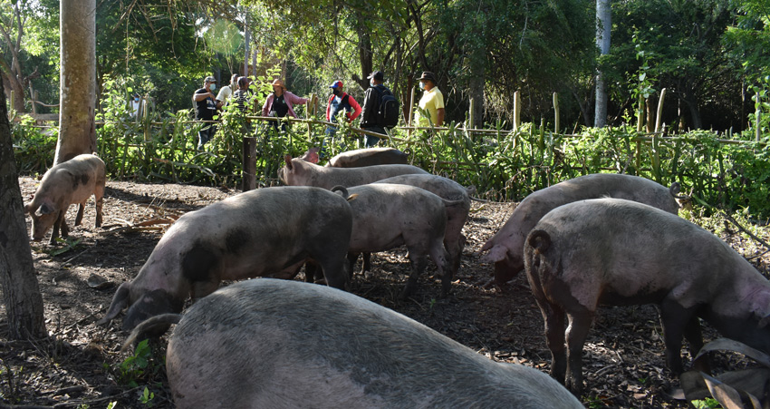 Joababo porcicultura yaidel
