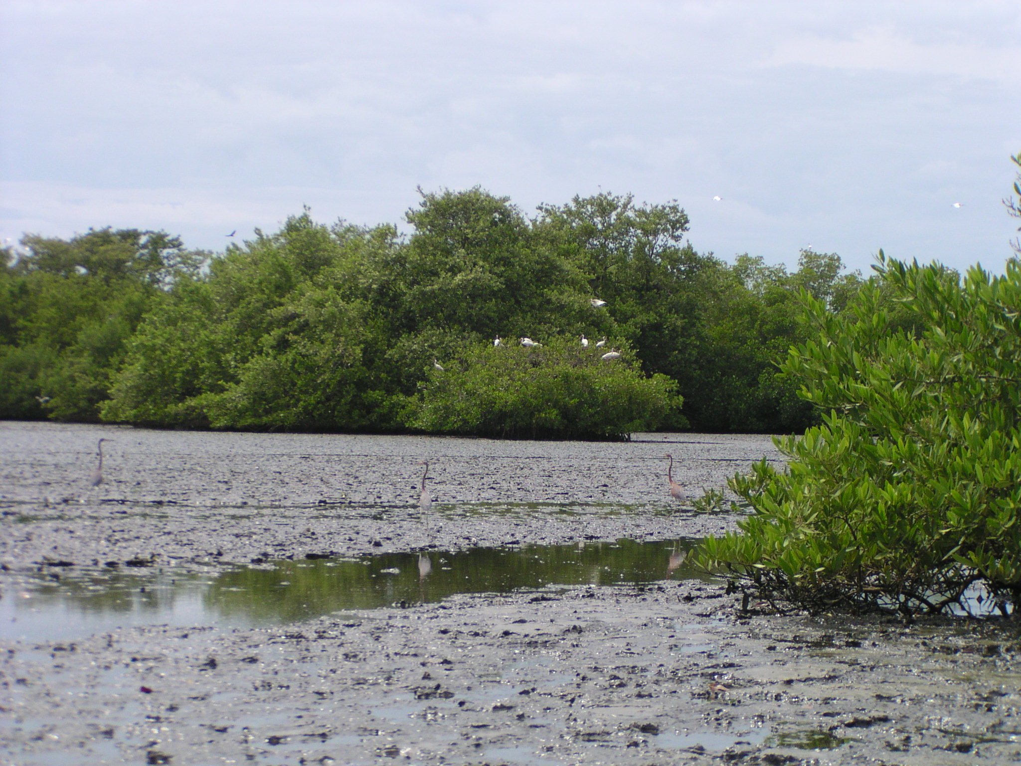Mangrove forests reduce the damage that can be caused by natural events