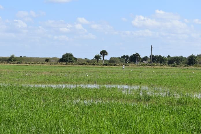 terreno arroz zabalo Jobabo
