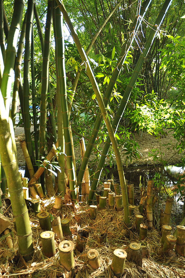 Bamboos at El Cornito farm