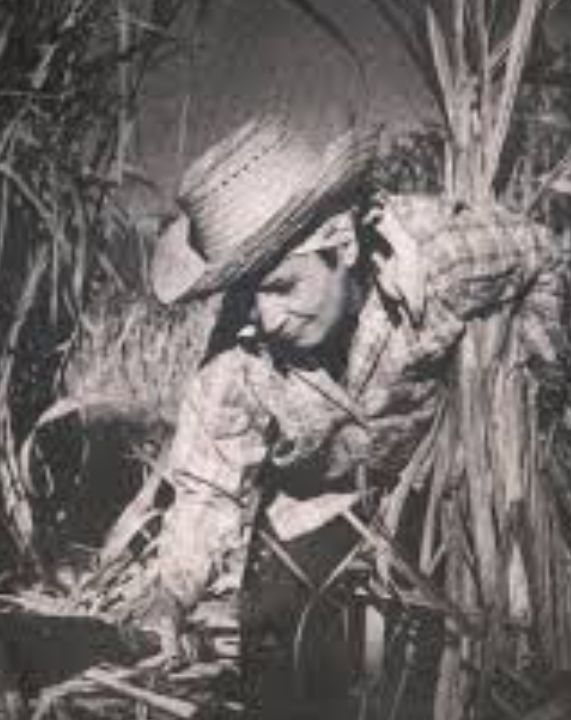 Caridad cotando caña