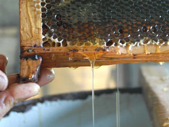 apicultura las tunas 1