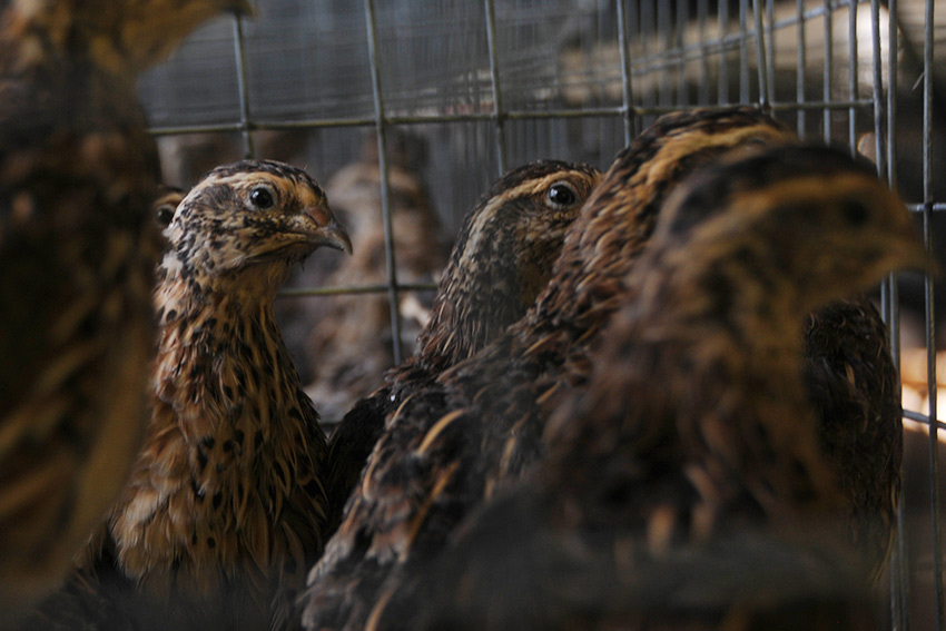 Some five thousand quail will also contribute eggs