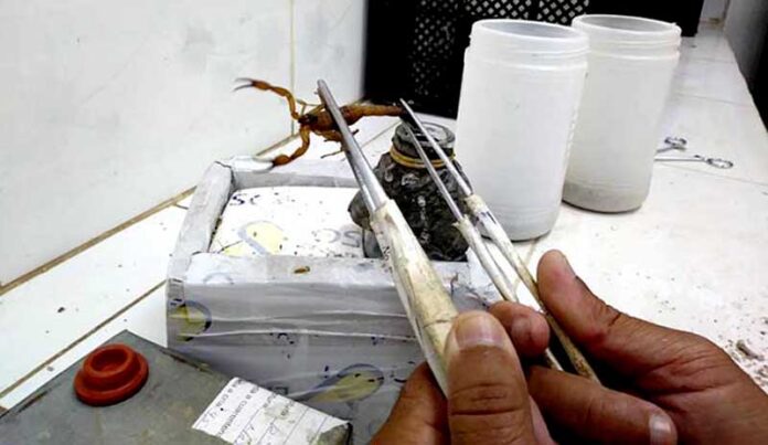 The scorpion is reproduced in captivity for the extraction of the venom toxin.