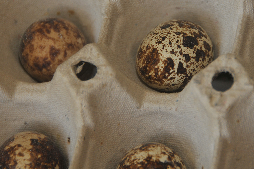 Quail eggs are an important source of vitamins and mineral salts, contain 13 percent protein and 155 calories per 100 grams