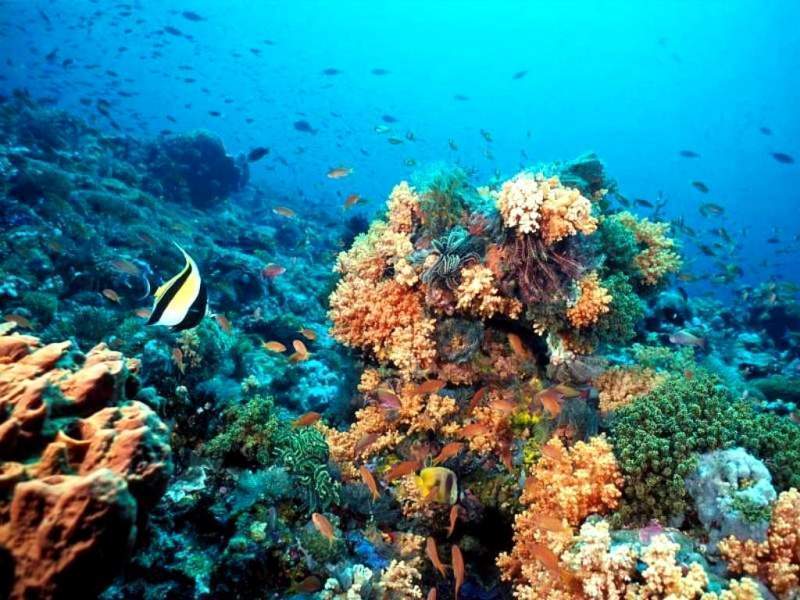 The health of the corals becomes essential for biological diversity