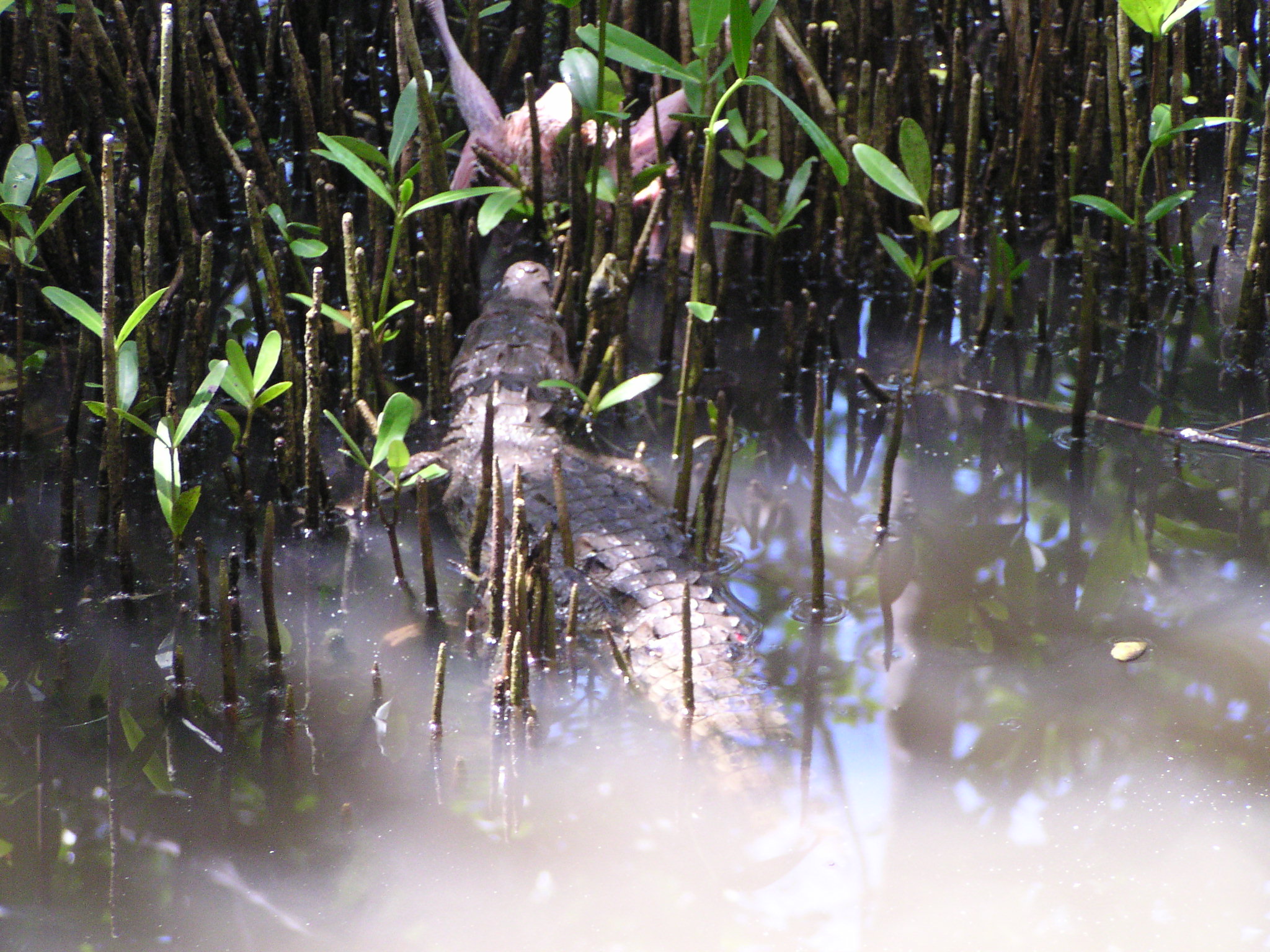 The American crocodile is "the king" in this area