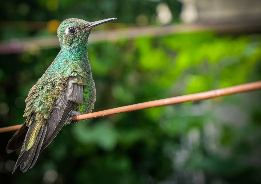 colibrí Las Tunas