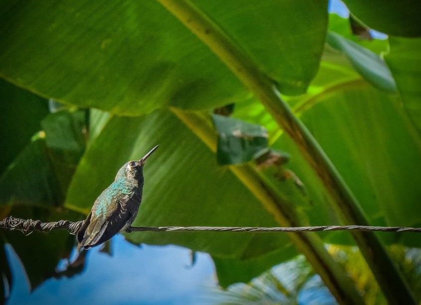colibrí en patio 1