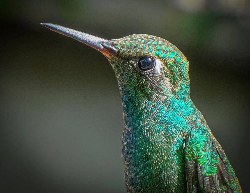 colibrí en patio 12
