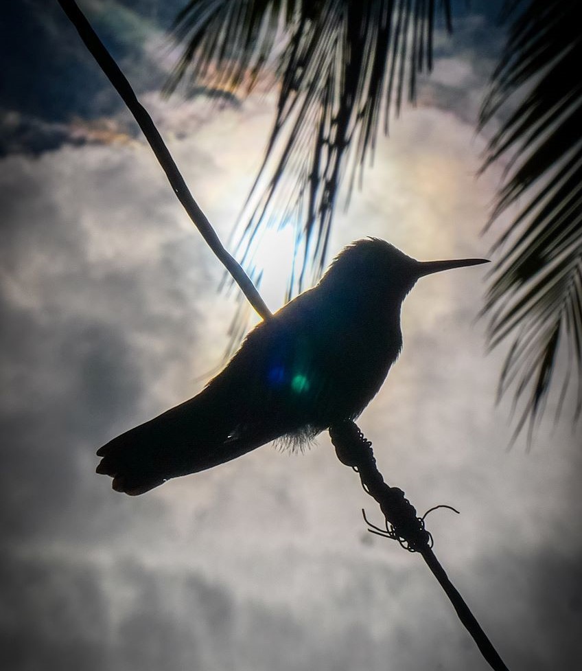 colibrí en patio 18