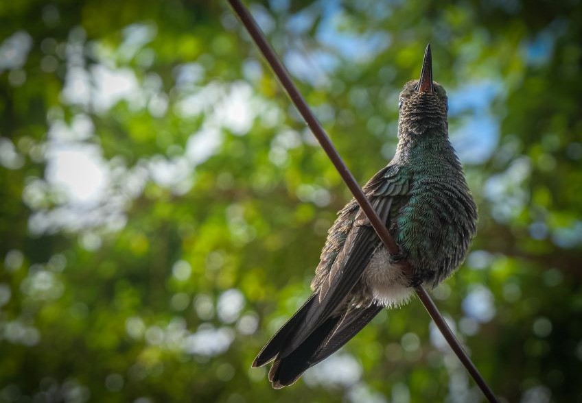 colibrí en patio 3