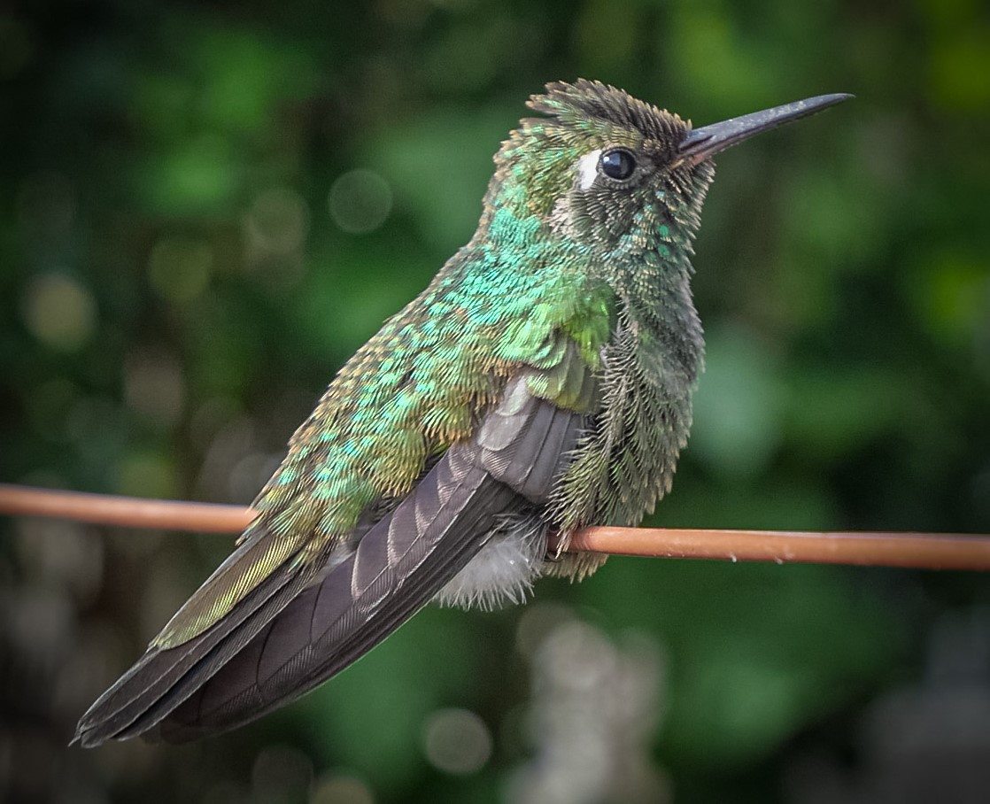 colibrí en patio 5