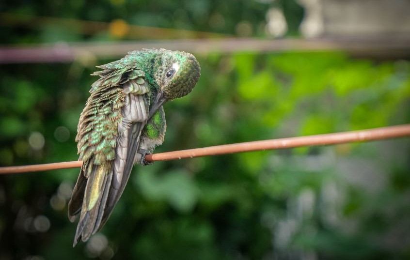 colibrí en patio 7
