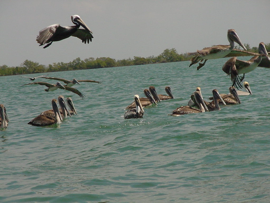 There are seagulls and pelicans, among other species of the Cuban birdlife
