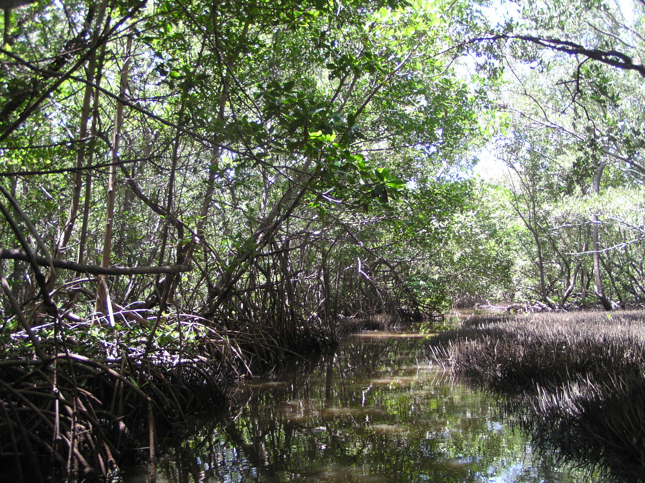 The mangroves are very well cared for